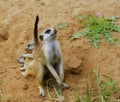 Little wild suricate meerkat