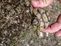 little wild turtle. Autumn.