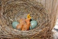 Little wild unprotected thrush nestling in the grass nest with blue eggs cheeping with open yellow mouth and calling for mother