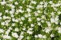Little wild white flowers blooming in spring Royalty Free Stock Photo