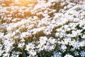 Little wild white flowers Houstonia caerulea in glare of sunlight in the sunset. Springtime