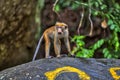 Little wilde green monkeys or guenons characterize the landscape of the rainforests Royalty Free Stock Photo