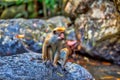 Little wilde green monkeys or guenons characterize the landscape of the rainforests Royalty Free Stock Photo
