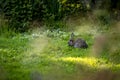 Little rabbit eating grass in the middle of a meadow