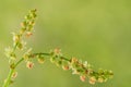 Little wildflowers