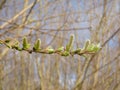 Little willow Salix sp. twig with freshly budding leaves