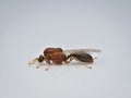 little winged ant on the white pedestal from side view