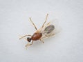 little winged ant on the white pedestal from top view