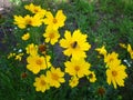 Little Winged Honeybee & Yellow Flower