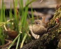 Little winter wren in wetland habitat