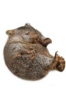 Little Wombat Australia