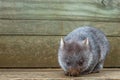 Little Wombat Australia