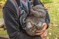 Little Wombat sleeping