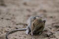 Little wood harvest mouse sleeps on the ground in wildlife