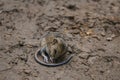Little wood harvest mouse sleeps with his long tail curled on the ground in wildlife