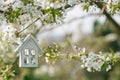 Little wooden house in Spring with blossom cherry Royalty Free Stock Photo