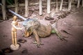 Little wooden human manikin posing with a green iguana Iguana iguana, lizard lying in the sun, Cape Town