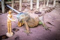 Little wooden human manikin posing with a green iguana Iguana iguana, lizard lying in the sun, Cape Town