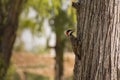 Little woodpecker in Buenos Aires park