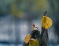 little wooed rising horse in the autumn season Royalty Free Stock Photo