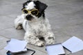 Little working dog assorting papers