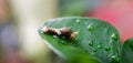 Little worm on green leaf and droplet