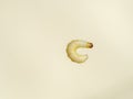 Little worm isolated on the light yellow background