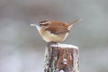 Little Wren in Winter Royalty Free Stock Photo