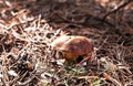 Little xerocomus mushroom in forest Royalty Free Stock Photo