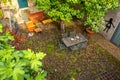 Yard n the little medieval town of Capalbio, Tuscany, Italy, with buildings and flowers