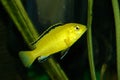 Little yellow african Cichlid
