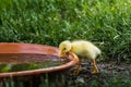 little yellow baby running duck drinks from a water bowl Royalty Free Stock Photo