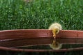 little yellow baby running duck looks at a water bowl Royalty Free Stock Photo