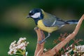 Little yellow Bird in branch Royalty Free Stock Photo