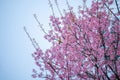 Little yellow bird hanging on Wild Himalayan Cherry tree blooming in the garden on springtime Royalty Free Stock Photo