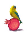 Little yellow bird sitting on a pomegranate