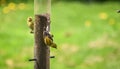 Little Yellow birds - American Goldfinch (Spinus tristis).