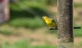 Little Yellow birds - American Goldfinch (Spinus tristis).