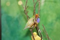 Little yellow and blue/brown finches sitting in a tree