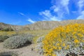 Little yellow Brittlebush blossom Royalty Free Stock Photo