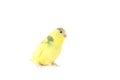 Little yellow budgerigar isolated on white background