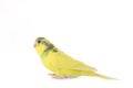 Little yellow budgerigar isolated on white background