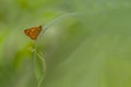 Little yellow butterfly Royalty Free Stock Photo