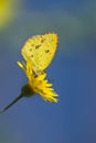 Little Yellow butterfly (eurema lisa) Royalty Free Stock Photo