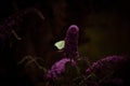 Little yellow butterfly feeding on a coneflower Royalty Free Stock Photo