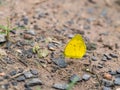 Little Yellow Butterfly Royalty Free Stock Photo