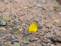 Little Yellow Butterfly Royalty Free Stock Photo