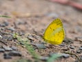 Little Yellow Butterfly Royalty Free Stock Photo