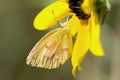Little Yellow Butterfly Royalty Free Stock Photo