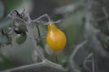 Little yellow cherry tomatoes Royalty Free Stock Photo